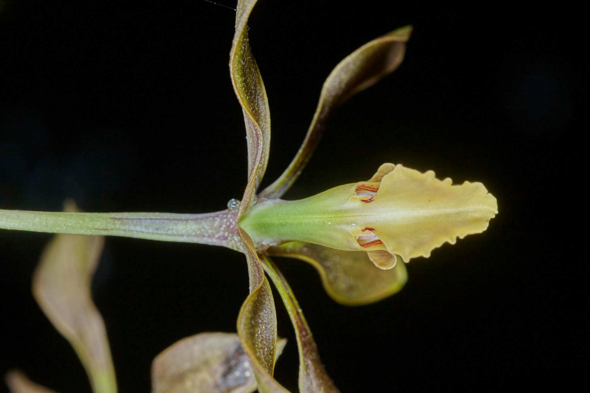 Encyclia diota